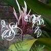 Thumbnail #5 of Crinum asiaticum var. procerum by ceejaytown