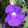 Thumbnail #1 of Thunbergia erecta by butterflypea