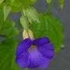 Thumbnail #5 of Thunbergia erecta by Floridian