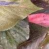 Thumbnail #2 of Acalypha wilkesiana by Chamma