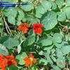 Thumbnail #3 of Tropaeolum majus by Crimson