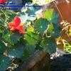 Thumbnail #2 of Tropaeolum majus by Weezingreens