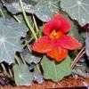 Thumbnail #4 of Tropaeolum majus by jmarks74