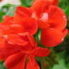 Thumbnail #5 of Pelargonium x hortorum by purplesun