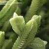 Thumbnail #1 of Crassula muscosa by kniphofia