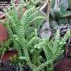 Thumbnail #3 of Crassula muscosa by HarryNJ