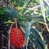 Thumbnail #4 of Pandanus tectorius by palmbob