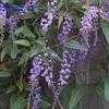 Thumbnail #1 of Hardenbergia violacea by jkom51