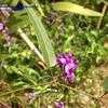 Thumbnail #2 of Hardenbergia violacea by jluc4