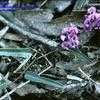 Thumbnail #4 of Hardenbergia violacea by kennedyh