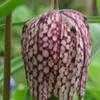 Thumbnail #1 of Fritillaria meleagris by Galanthophile