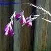 Thumbnail #1 of Dierama pulcherrimum by jkom51