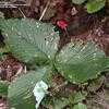 Thumbnail #4 of Arisaema ringens by DiOhio