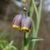 Thumbnail #2 of Fritillaria uva-vulpis by growin