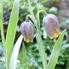 Thumbnail #3 of Fritillaria uva-vulpis by KMAC