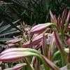 Thumbnail #2 of Crinum zeylanicum by jawadkundi