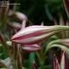 Thumbnail #4 of Crinum zeylanicum by jawadkundi