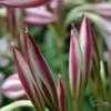 Thumbnail #3 of Crinum zeylanicum by jawadkundi