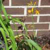 Thumbnail #2 of Crocosmia x crocosmiiflora by turektaylor