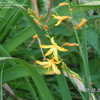 Thumbnail #4 of Crocosmia x crocosmiiflora by marsue