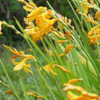 Thumbnail #5 of Crocosmia x crocosmiiflora by valleylynn