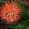 Thumbnail #4 of Scadoxus multiflorus subsp. katherinae by Kiepersol