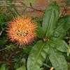 Thumbnail #3 of Scadoxus multiflorus subsp. katherinae by Kiepersol