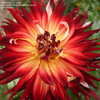 Thumbnail #5 of Dahlia  by Cville_Gardener