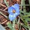 Thumbnail #2 of Ipheion uniflorum by DanaDW