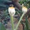 Thumbnail #5 of Haemanthus albiflos by RWhiz