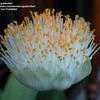 Thumbnail #1 of Haemanthus albiflos by goldenfish