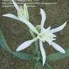 Thumbnail #4 of Pancratium maritimum by buggycrazy