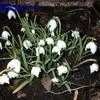 Thumbnail #4 of Galanthus nivalis by arsenic