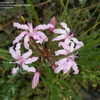 Thumbnail #3 of Nerine masoniorum by bootandall