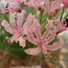 Thumbnail #5 of Nerine masoniorum by kniphofia