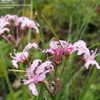 Thumbnail #4 of Nerine masoniorum by bootandall