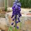 Thumbnail #5 of Muscari neglectum by htop