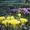 Thumbnail #3 of Iris danfordiae by dicentra63