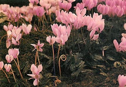 cyclamen hederifolium