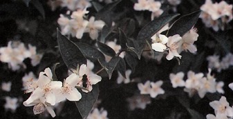 philadelphus subcanus mock orange