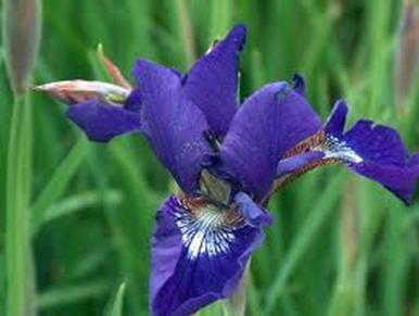 Iris sibirica