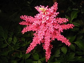 astilbe