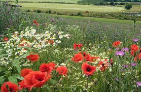 Creating Wildflower Meadows