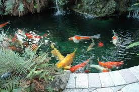 Concrete Koi Ponds