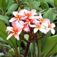 Plumeria