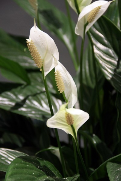 peace lily