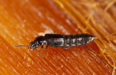 rove-beetle