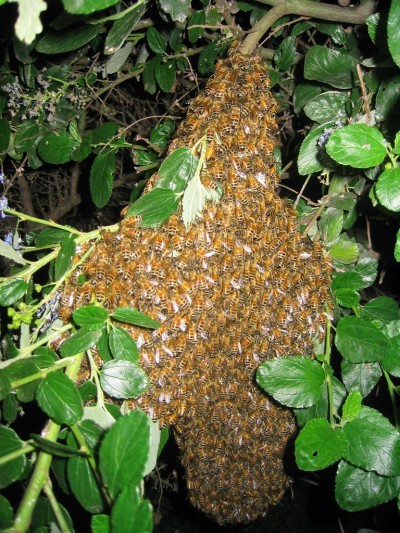 bee-swarm