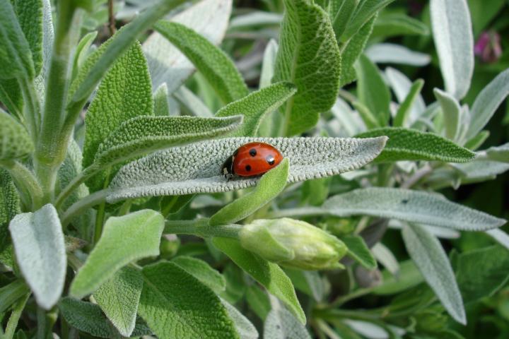 sage-planting-growing-harvesting