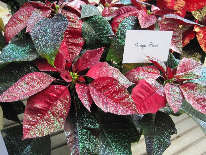 poinsettias_007_full_width.jpg